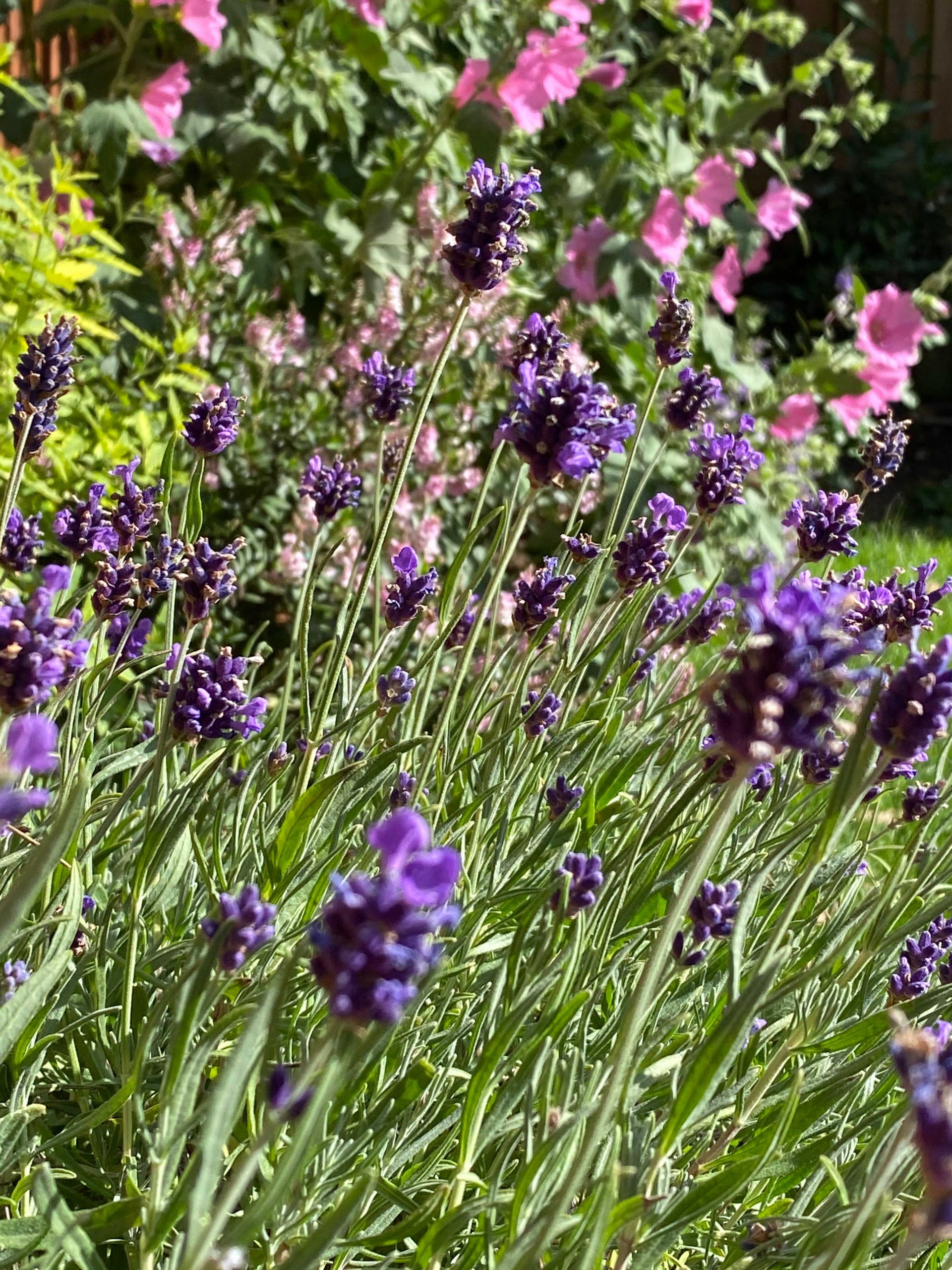 Our Favourite Plants and Flowers to boost the mood