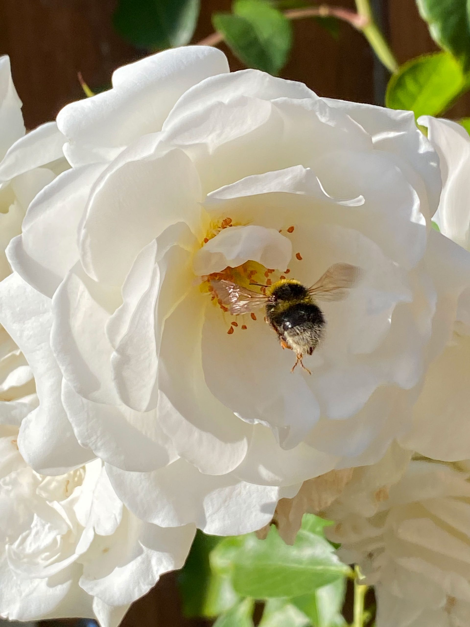 A Garden Buffet To Feed The Pollinators