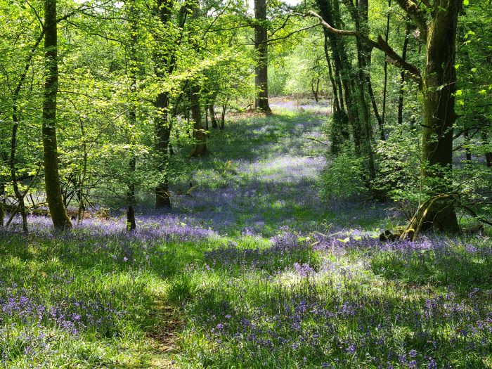 Bluebells in the New Forest | New Forest National Park