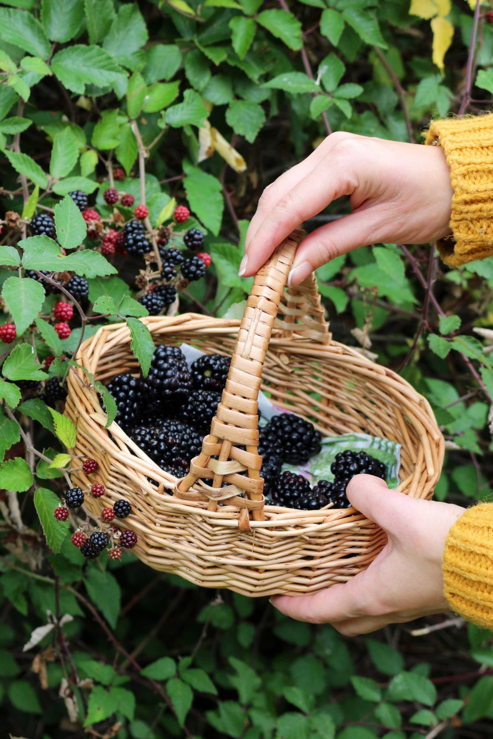 A Blackberry & Damson Hedgerow Jam Recipe