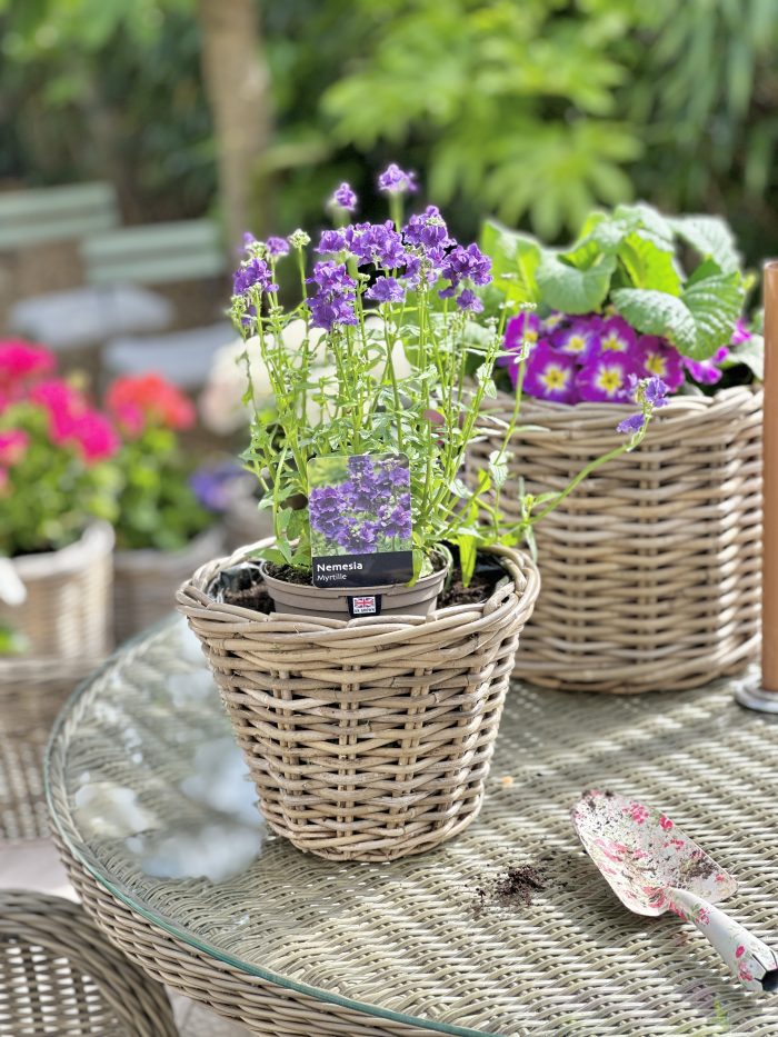 Wicker Planter Collection