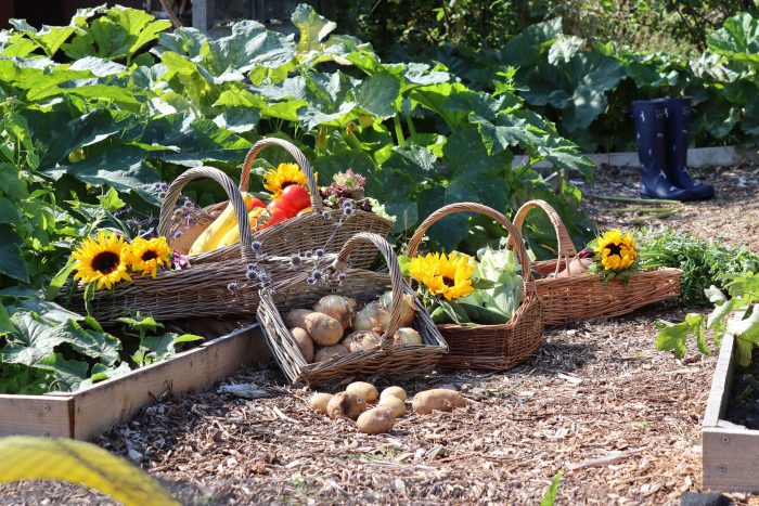 Wicker Garden Trugs & Foraging Baskets