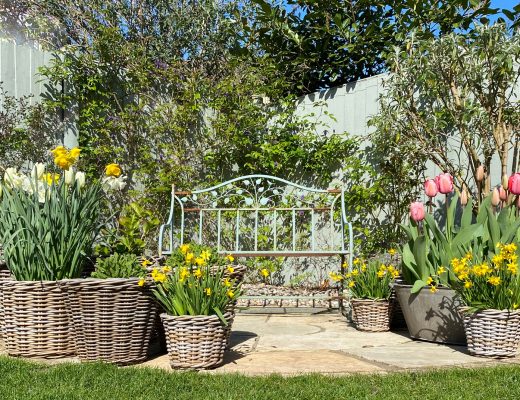 Spring wicker plant pots full of tulips and daffodils