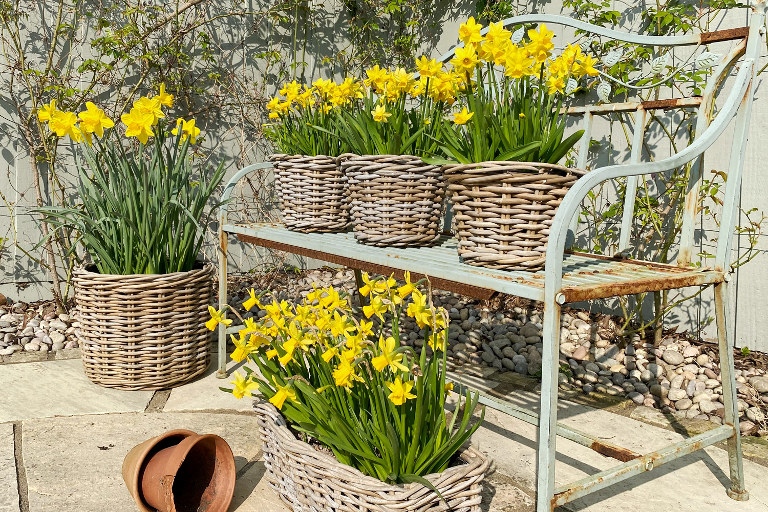 a spring garden full of daffodils in wicker plant pots