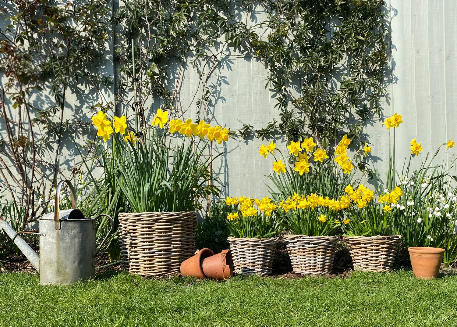 Wicker plant pots filled with daffodils lining a garden border
