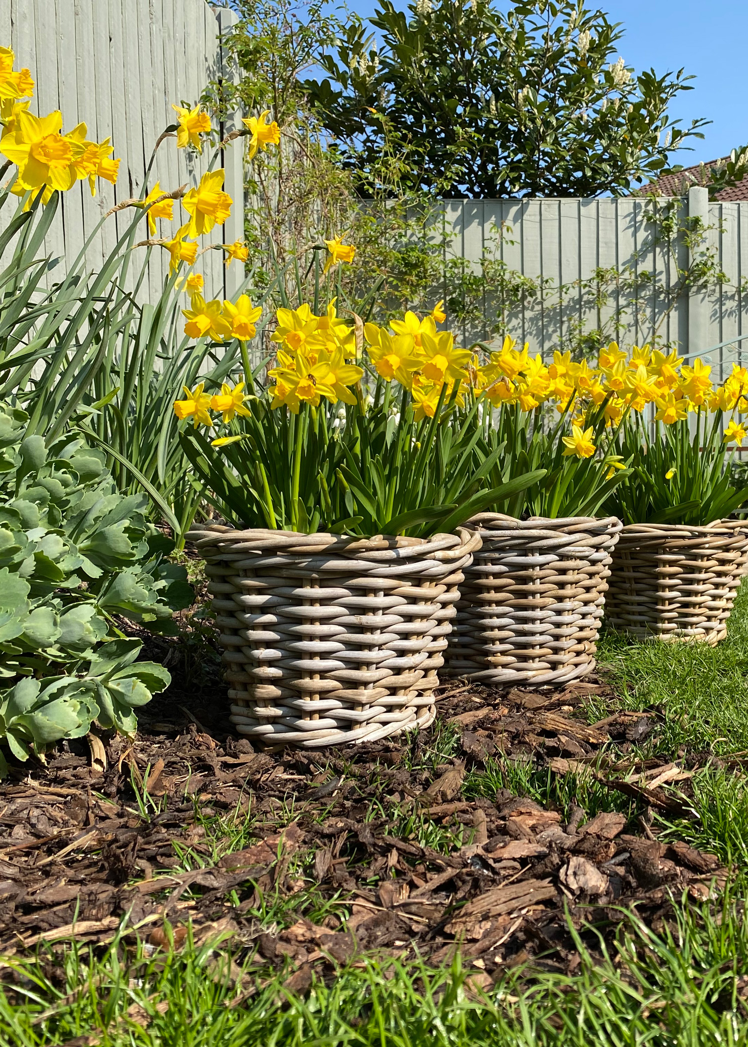 Wicker plant pots filled with daffodils lining a garden pathway