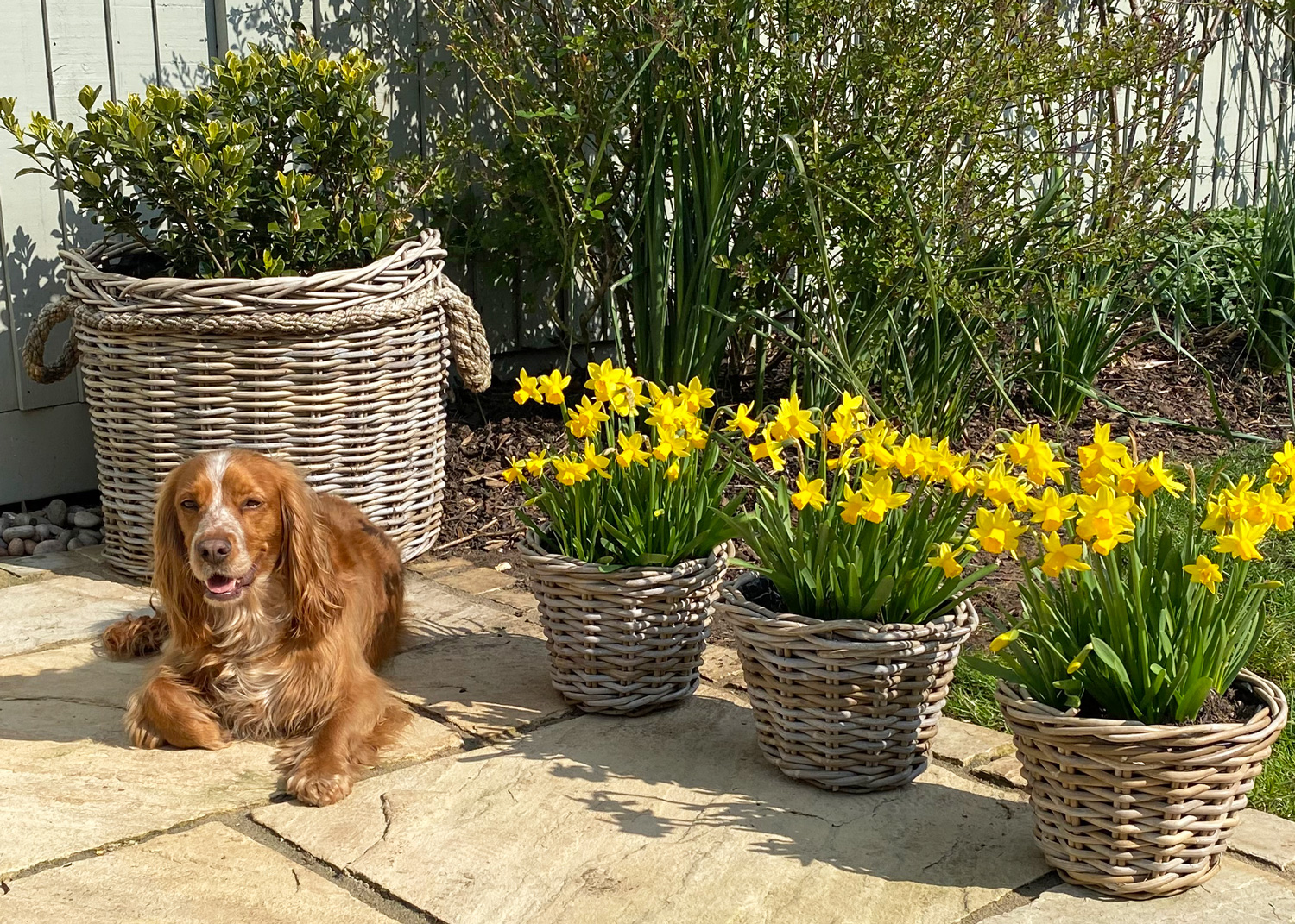 Wicker plant pots filled with daffodils lining a garden pathway