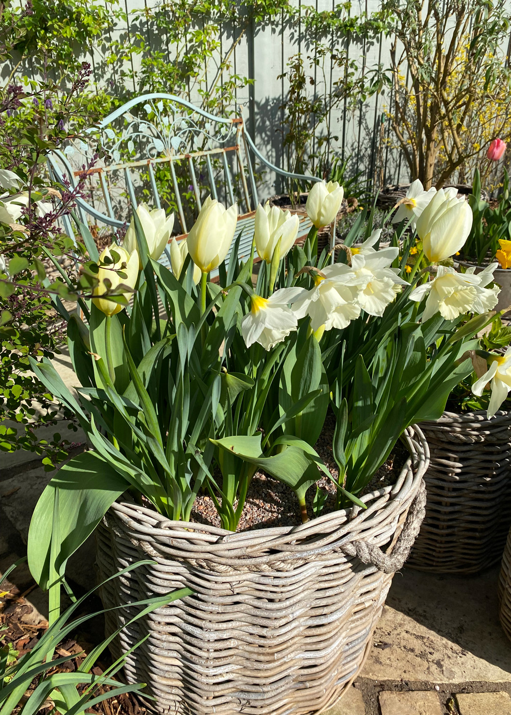 Charming daffodils in a large rattan plant pot