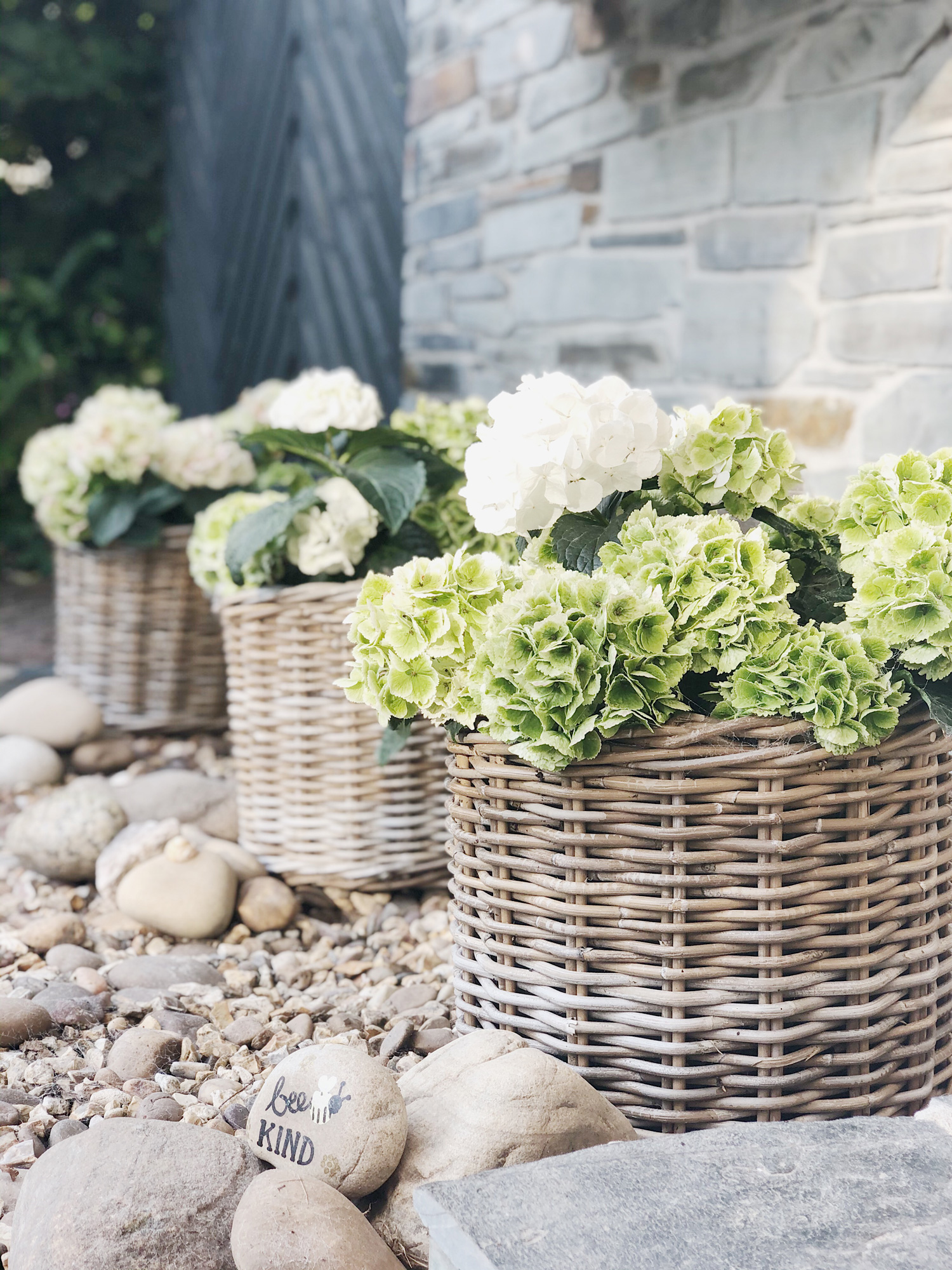 Wicker plant pots filled with hydrangers lining a garden pathway