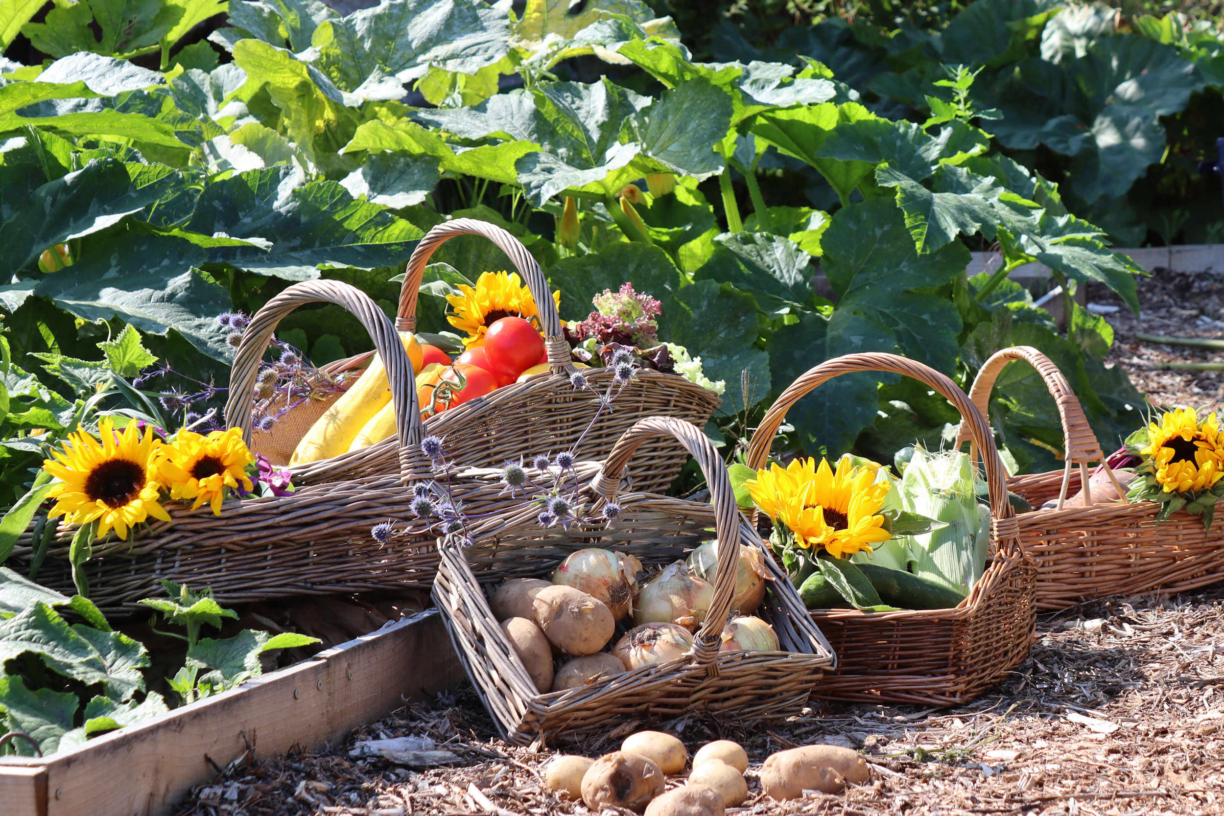 Selection of wicker garden trugs filled with summer vegetables, sunflowers and potatoes on allotment soil.