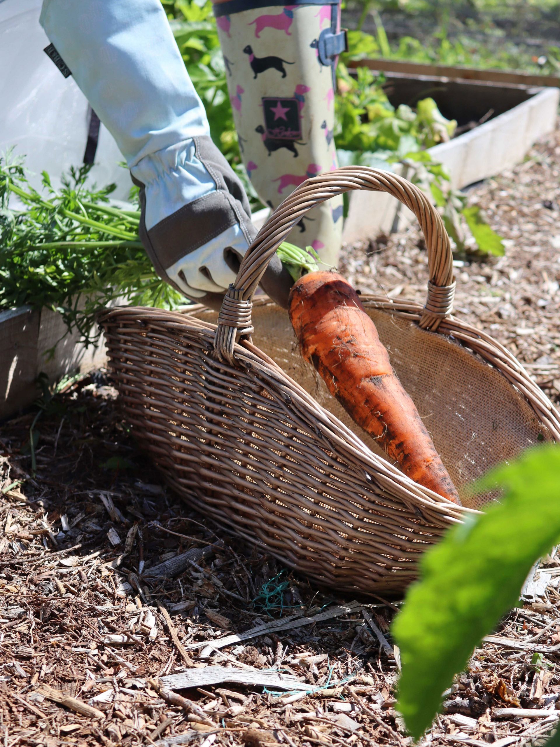 Gloved gardener placing a freshly harvested carrot into a curved wicker trug basket on allotment soil.