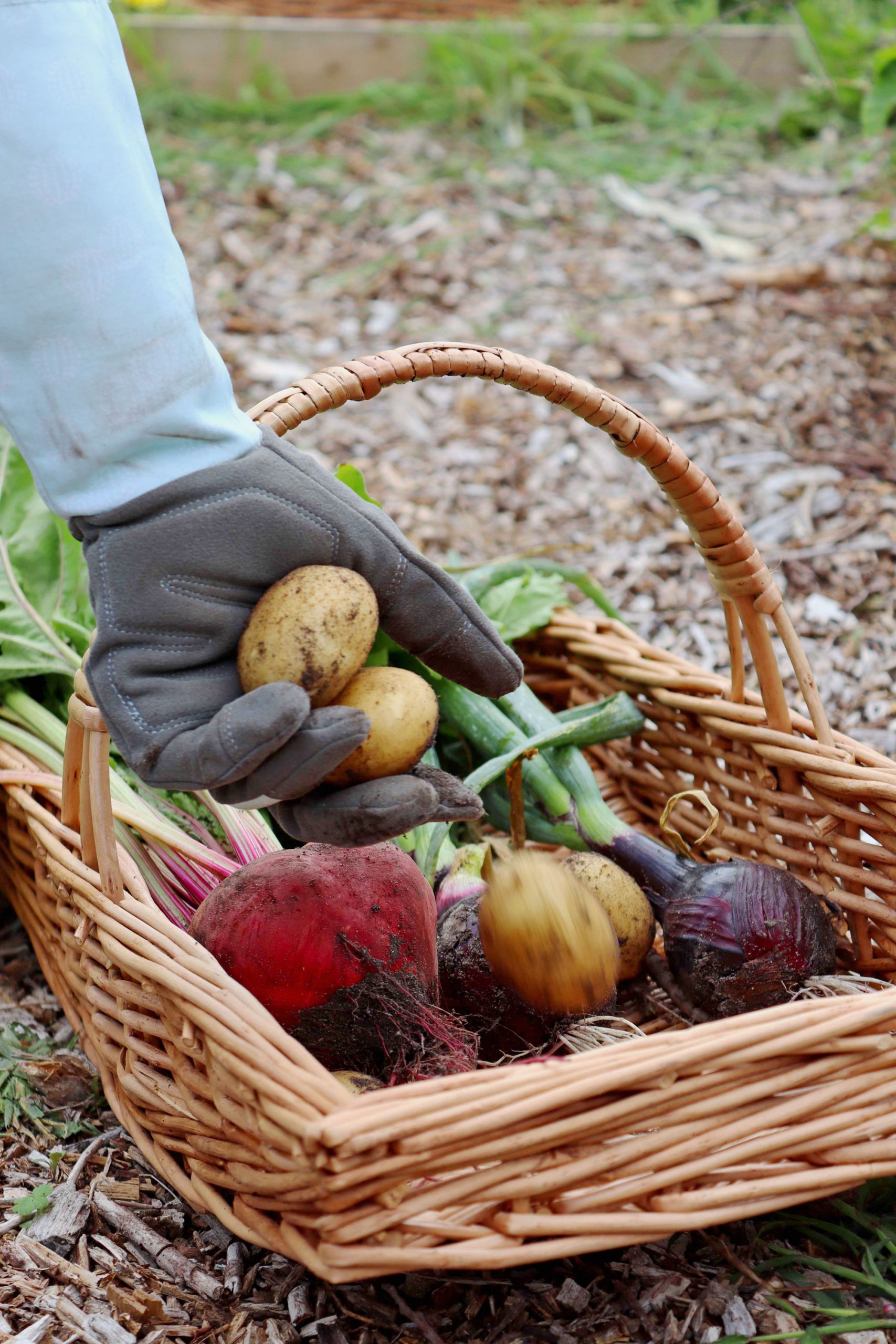 Gloved hand placing freshly dug potatoes into a wicker trug basket with earthy onions and beetroot.
