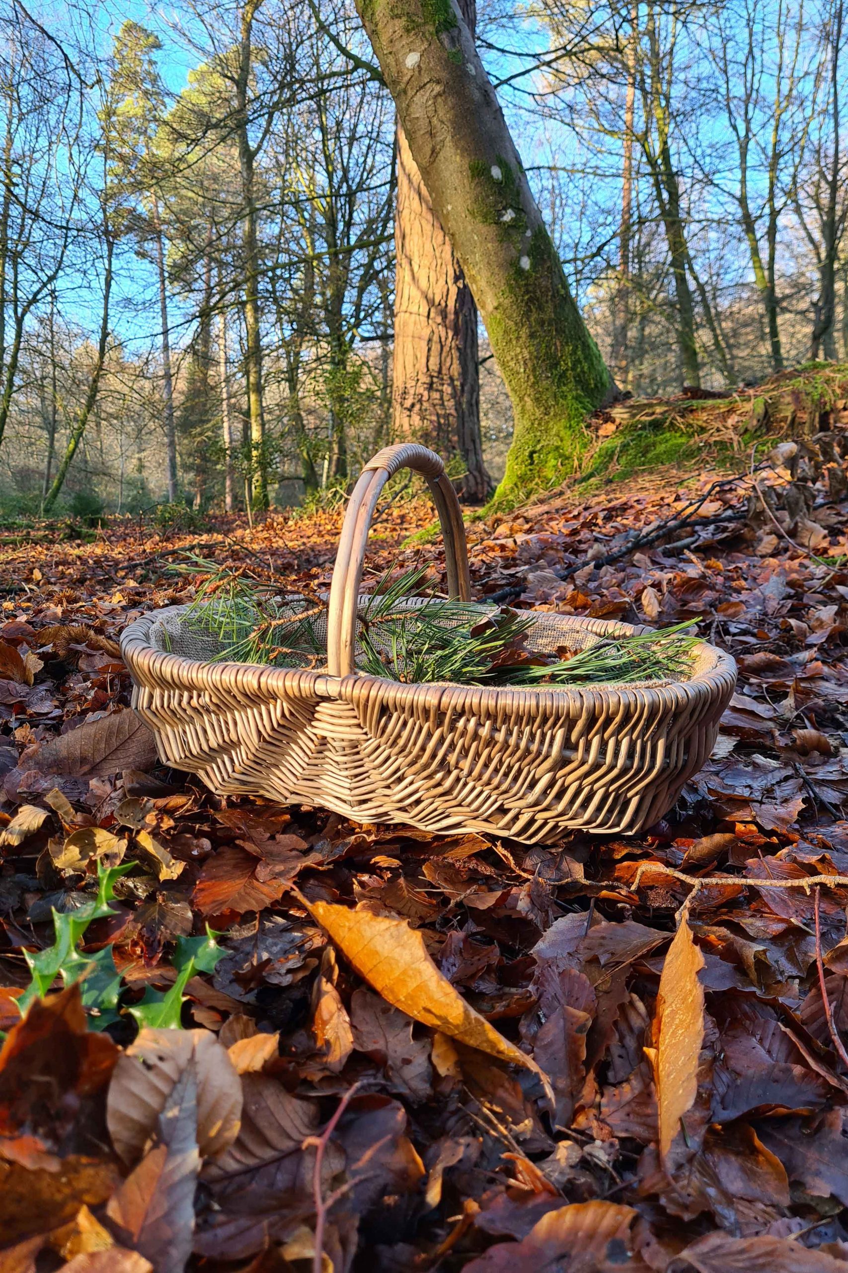 Wicker foraging basket resting on autumn leaves, filled with pine sprigs in a sunlit woodland setting.