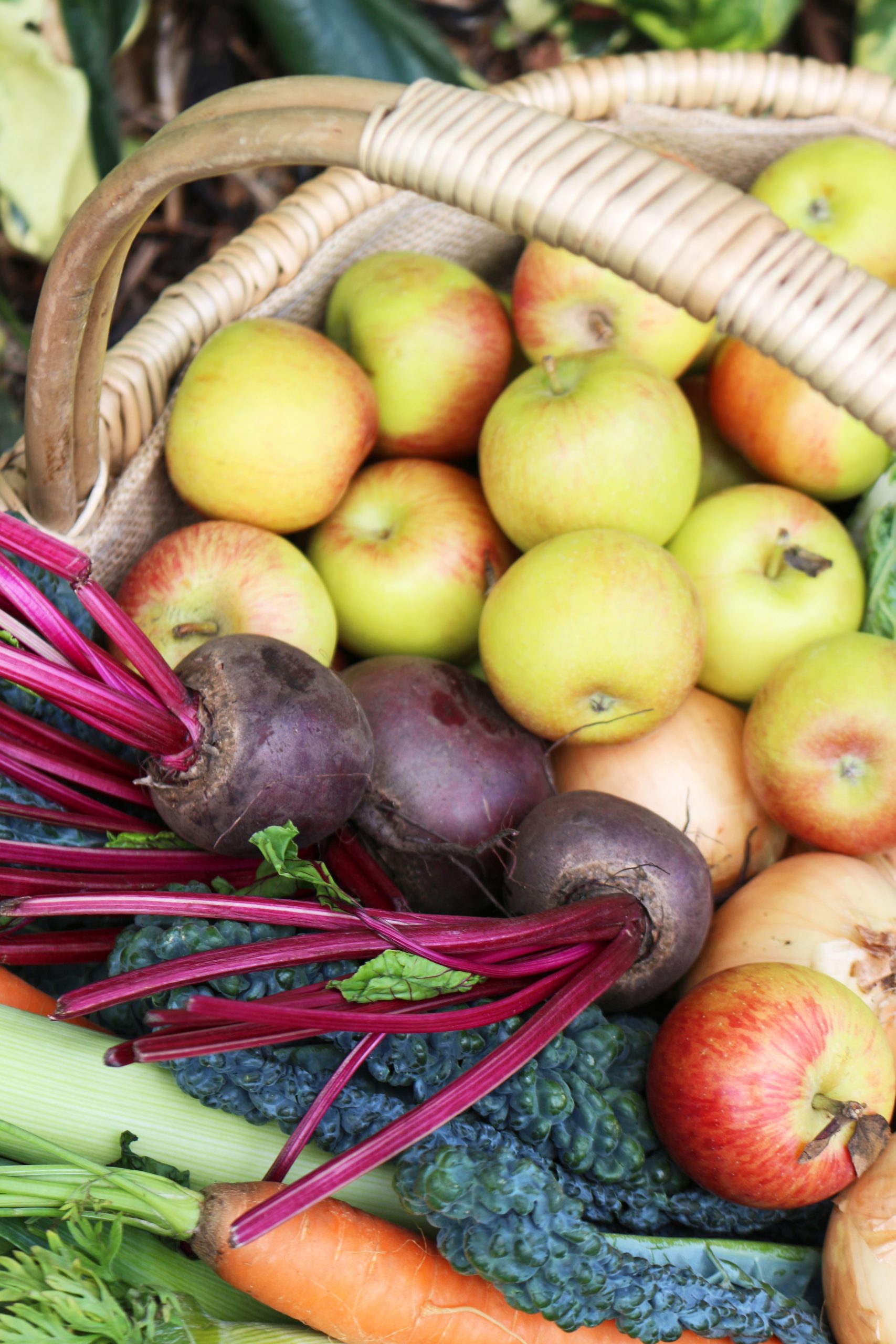 Close-up of a garden trug basket filled with apples, beetroot, onions, kale and freshly picked carrots.