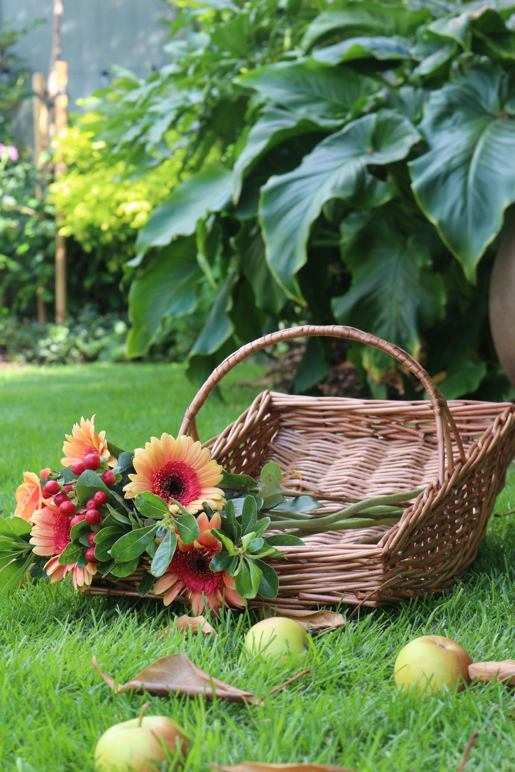Empty wicker trug basket with fresh garden flowers and windfall apples resting on green lawn.