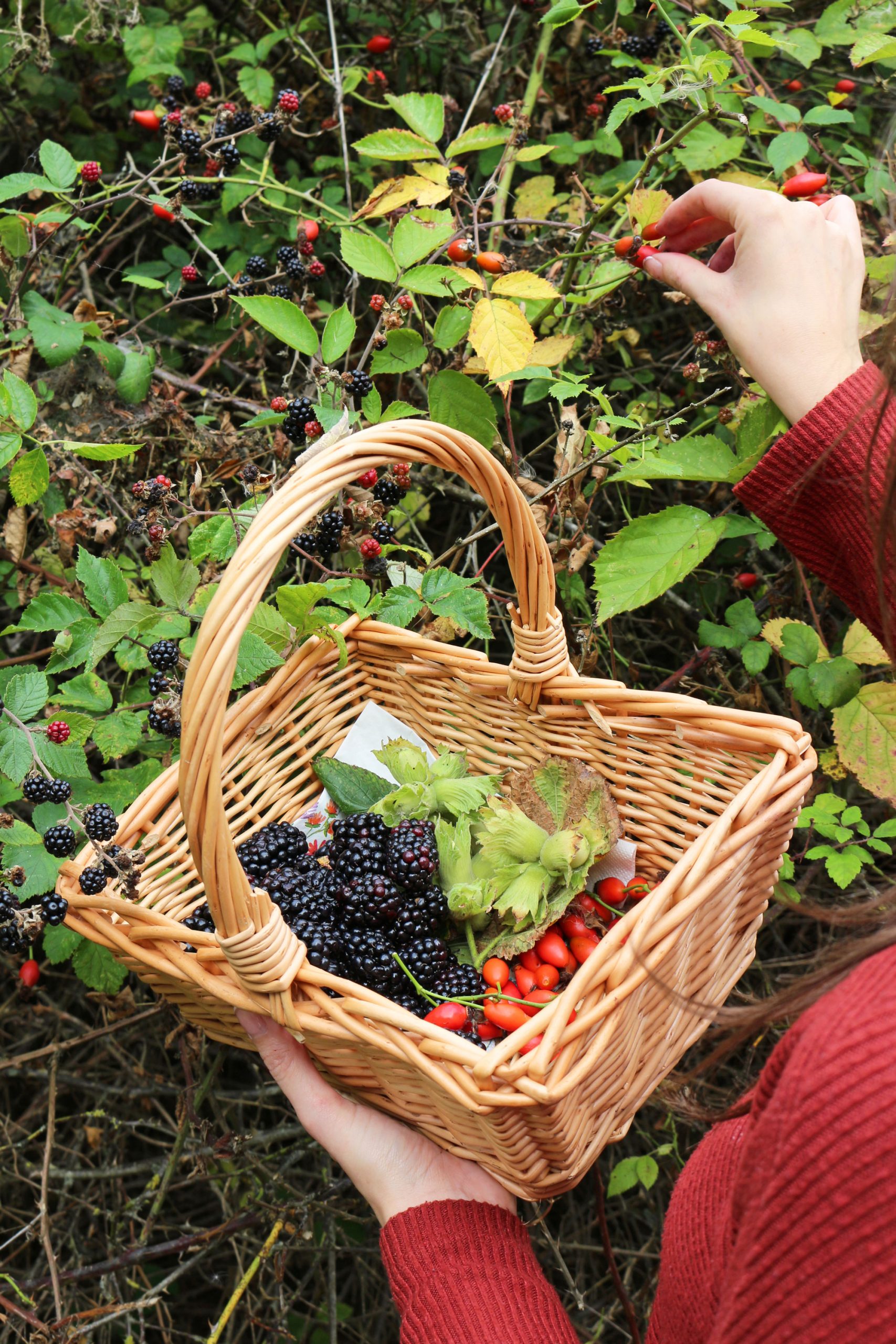 Hand foraging blackberries and rosehips into a wicker basket filled with autumn hedgerow berries and hazelnuts.