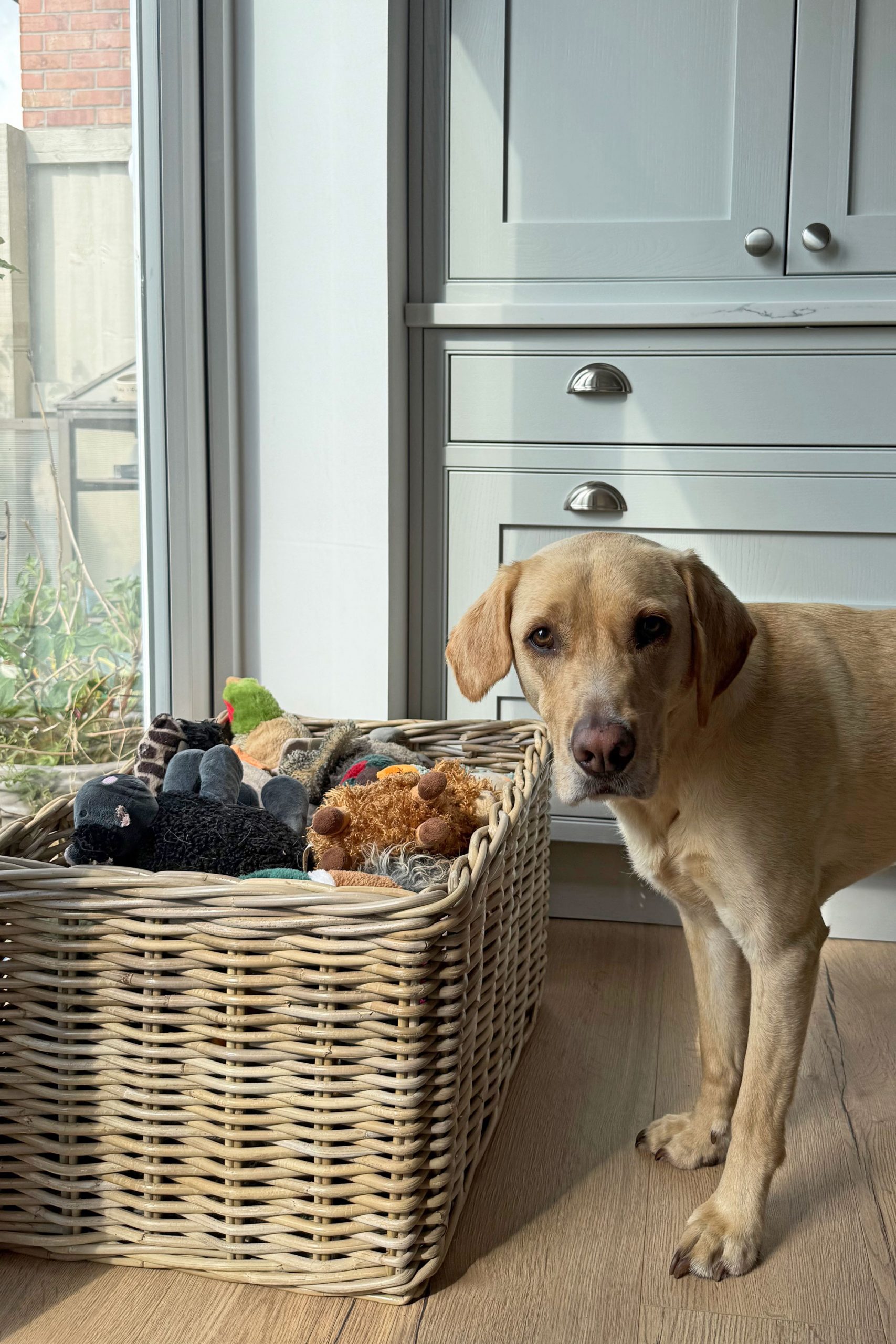 Wicker dog toy basket filled with soft toys, creating tidy and stylish dog storage in a bright kitchen space.