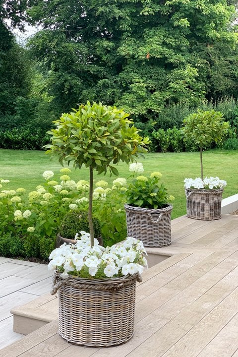 Elegant rattan planters filled with white petunias and bay trees, adding rustic charm to a landscaped garden patio.
