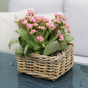 Square Shallow Grey & Buff Rattan Planter